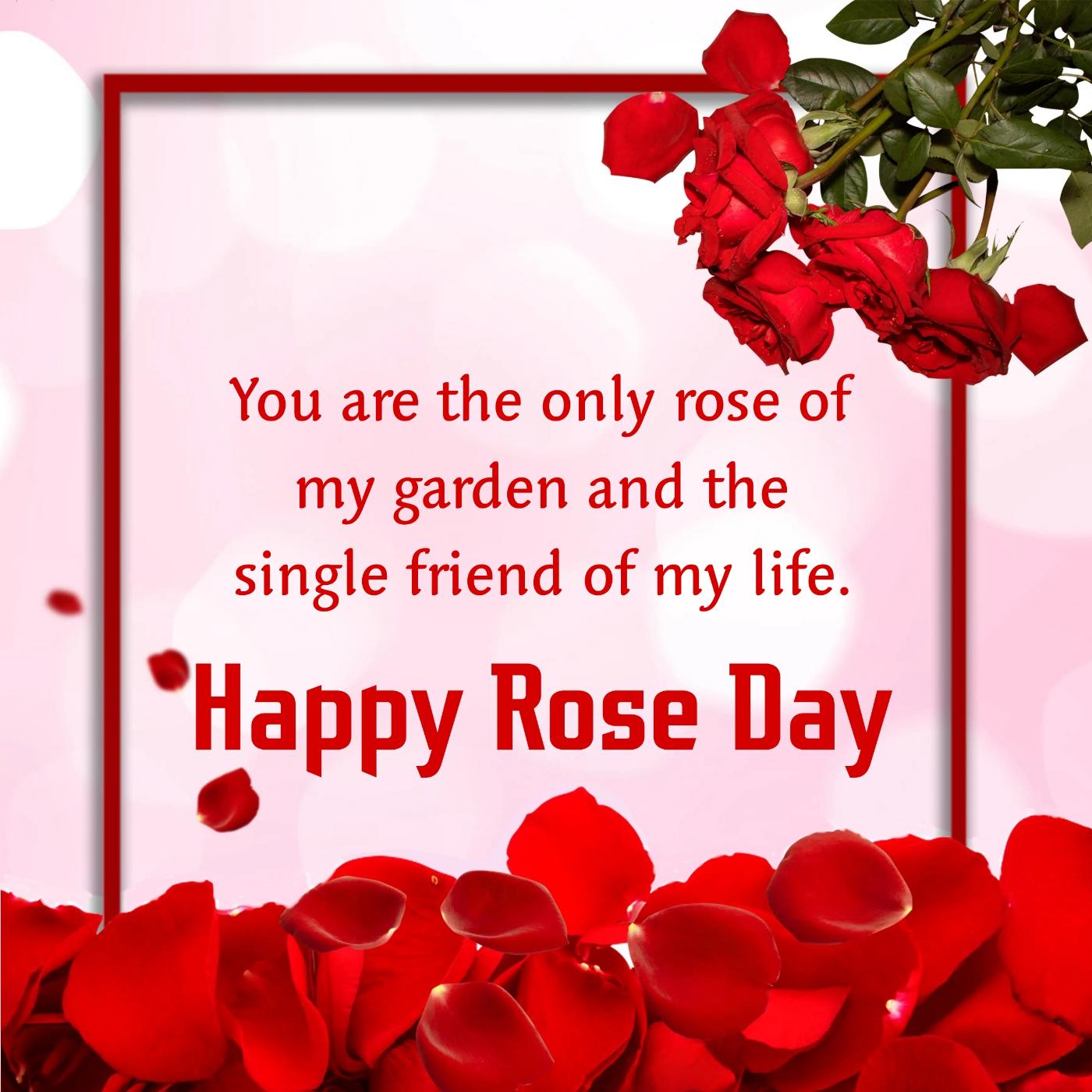 You are the only rose of my garden and the single friend