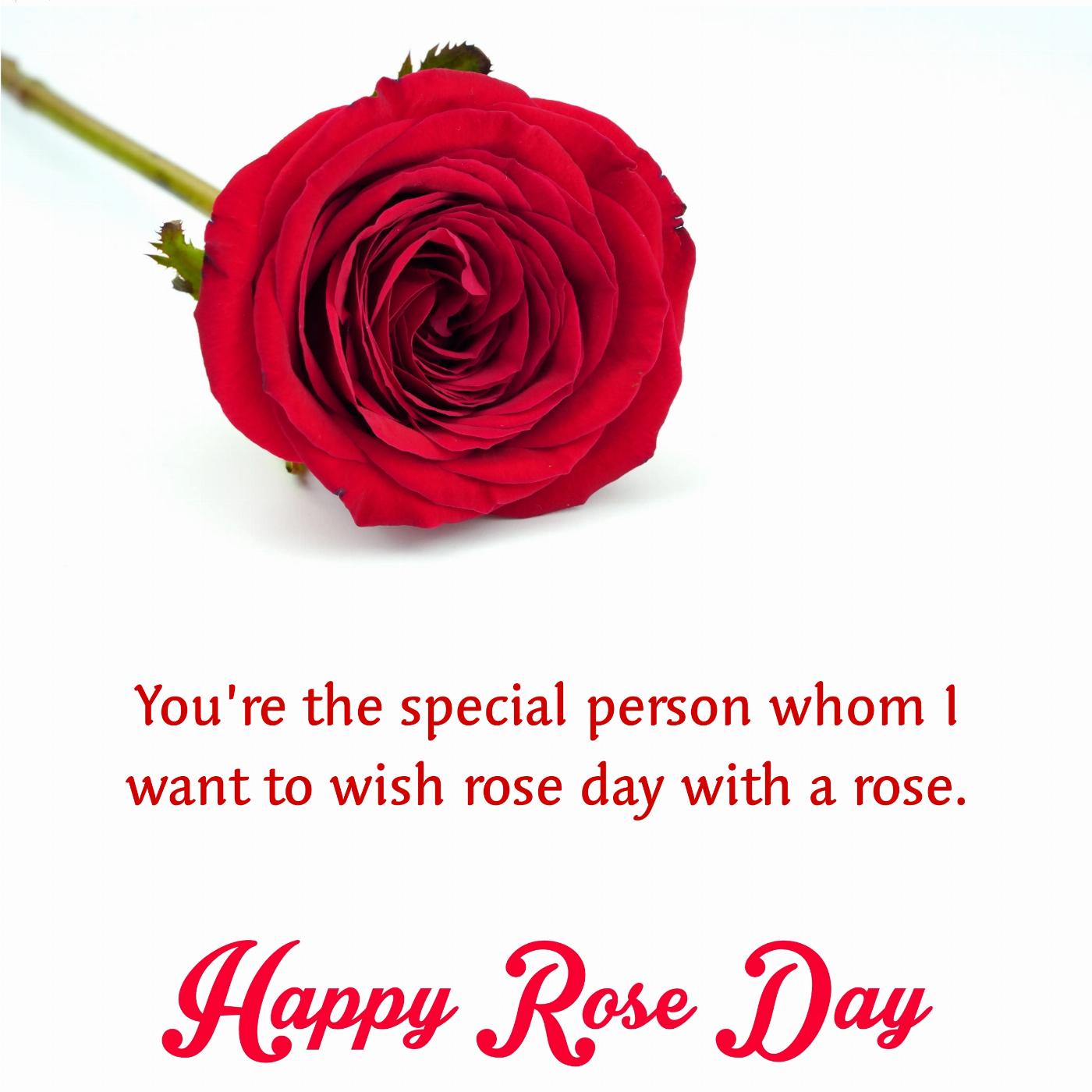Youre the special person whom I want to wish rose day with a rose
