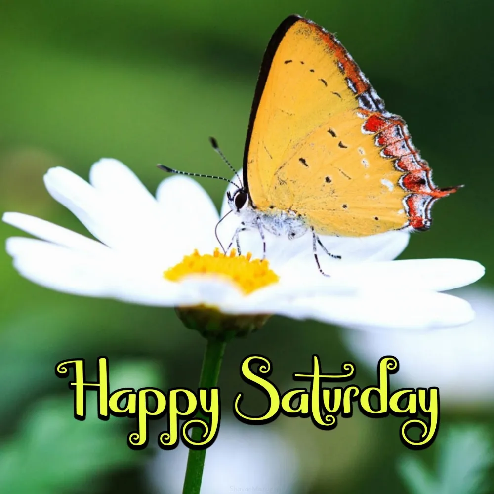 Happy Saturday Butterfly Images