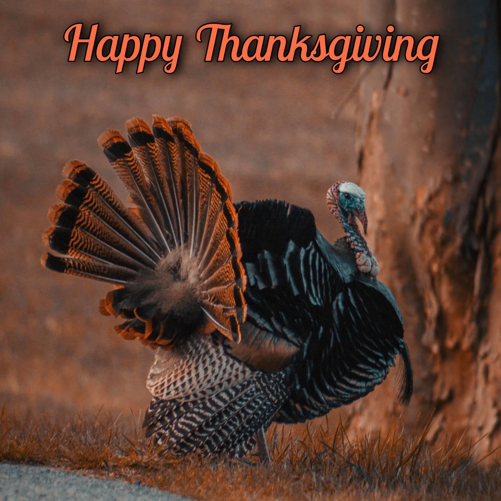 Happy Thanksgiving 2021 Turkey Images