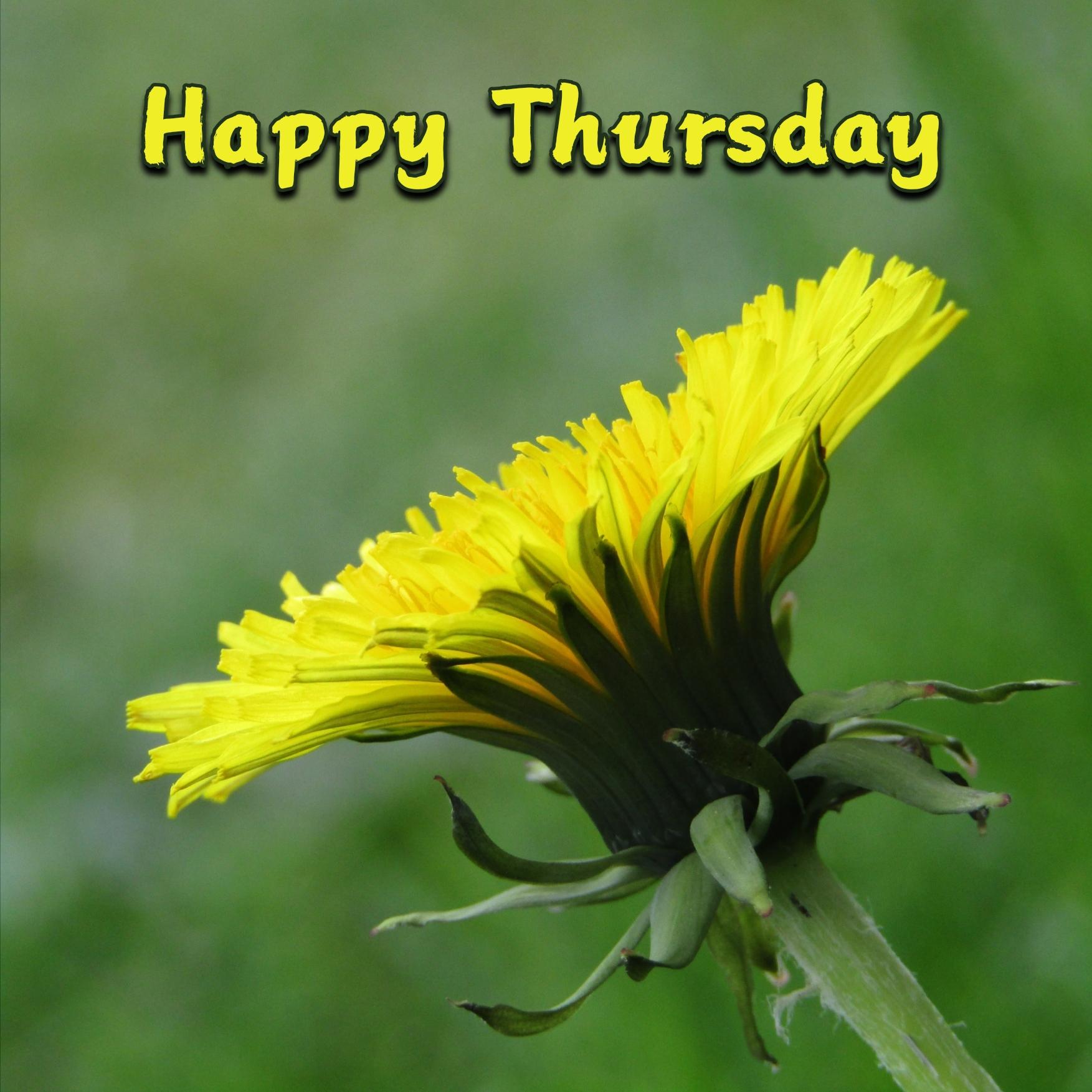 Happy Thursday Flowers Images