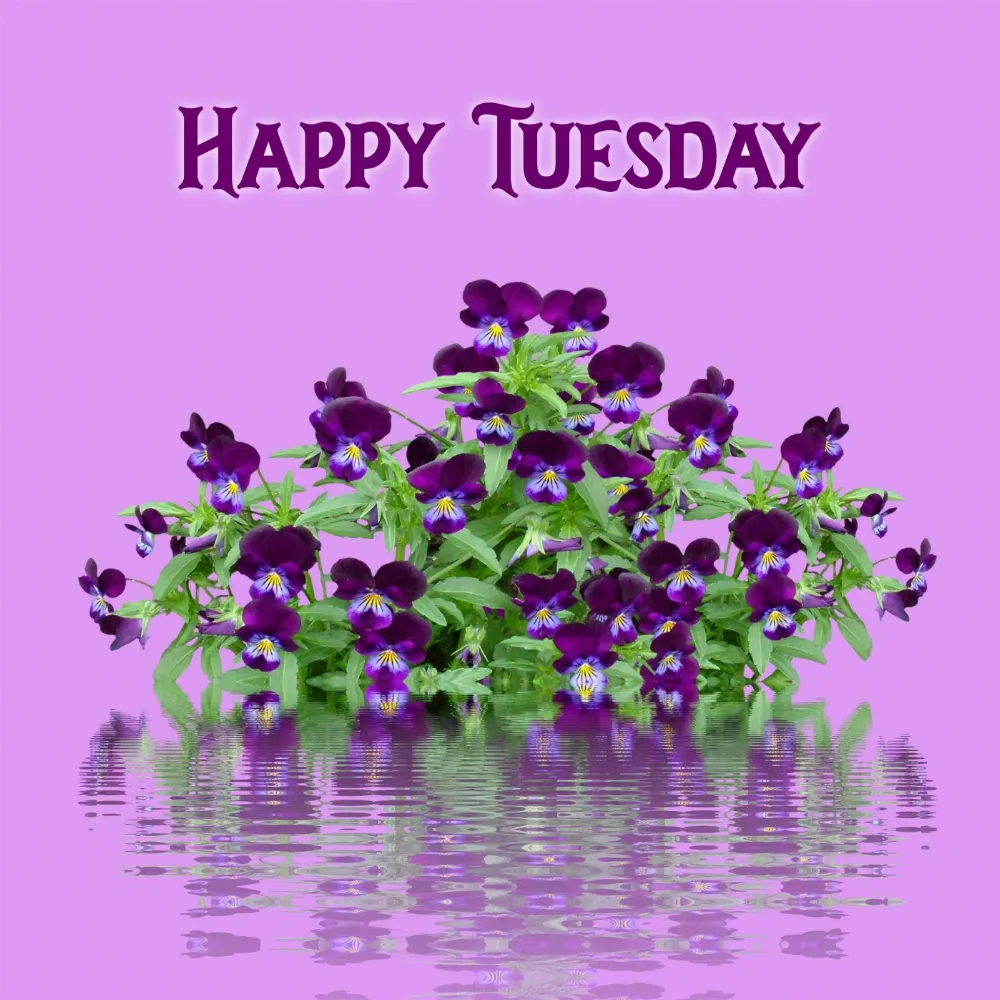 Cute Happy Tuesday Images 