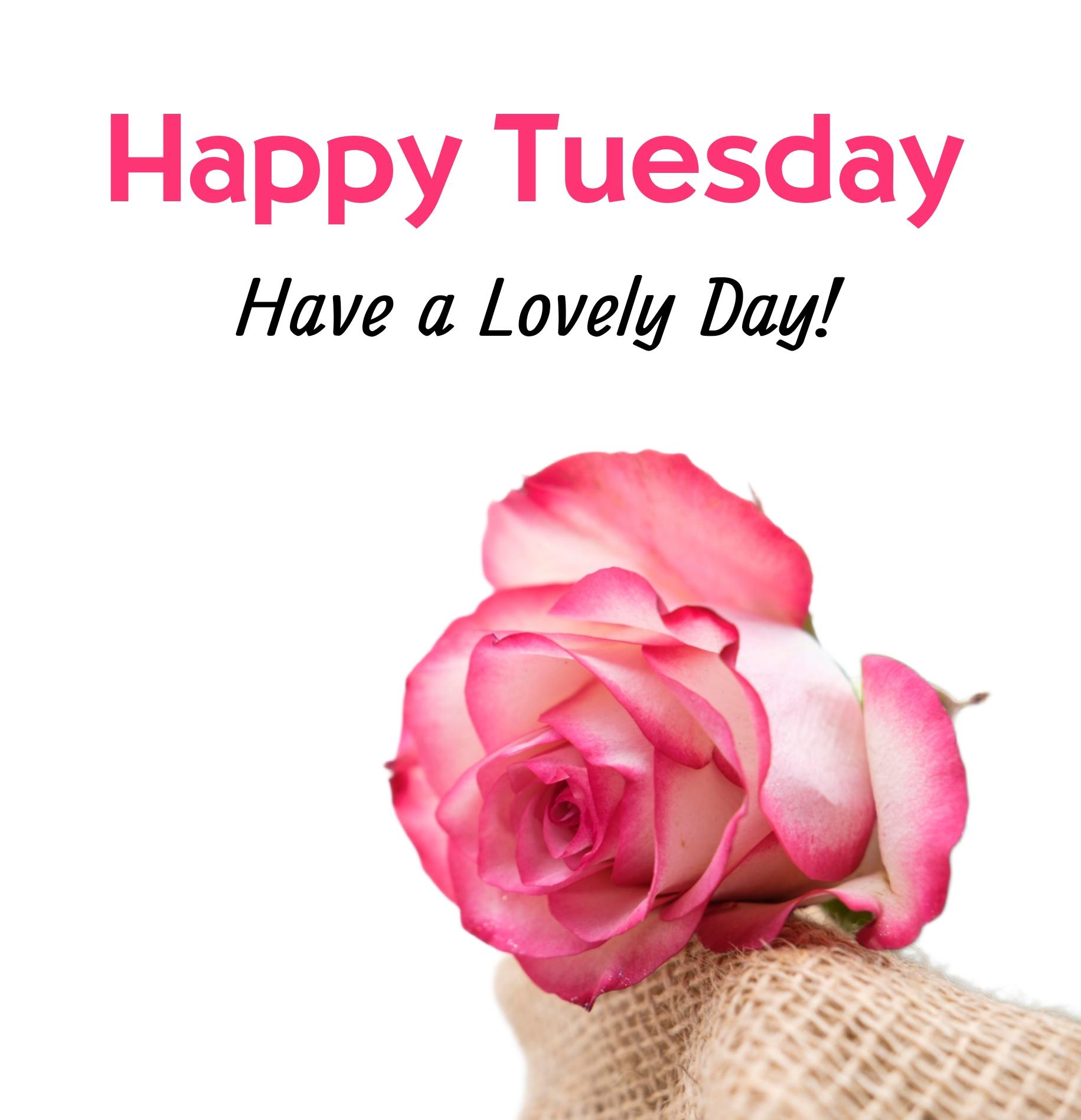 Happy Tuesday Have A Lovely Day Images