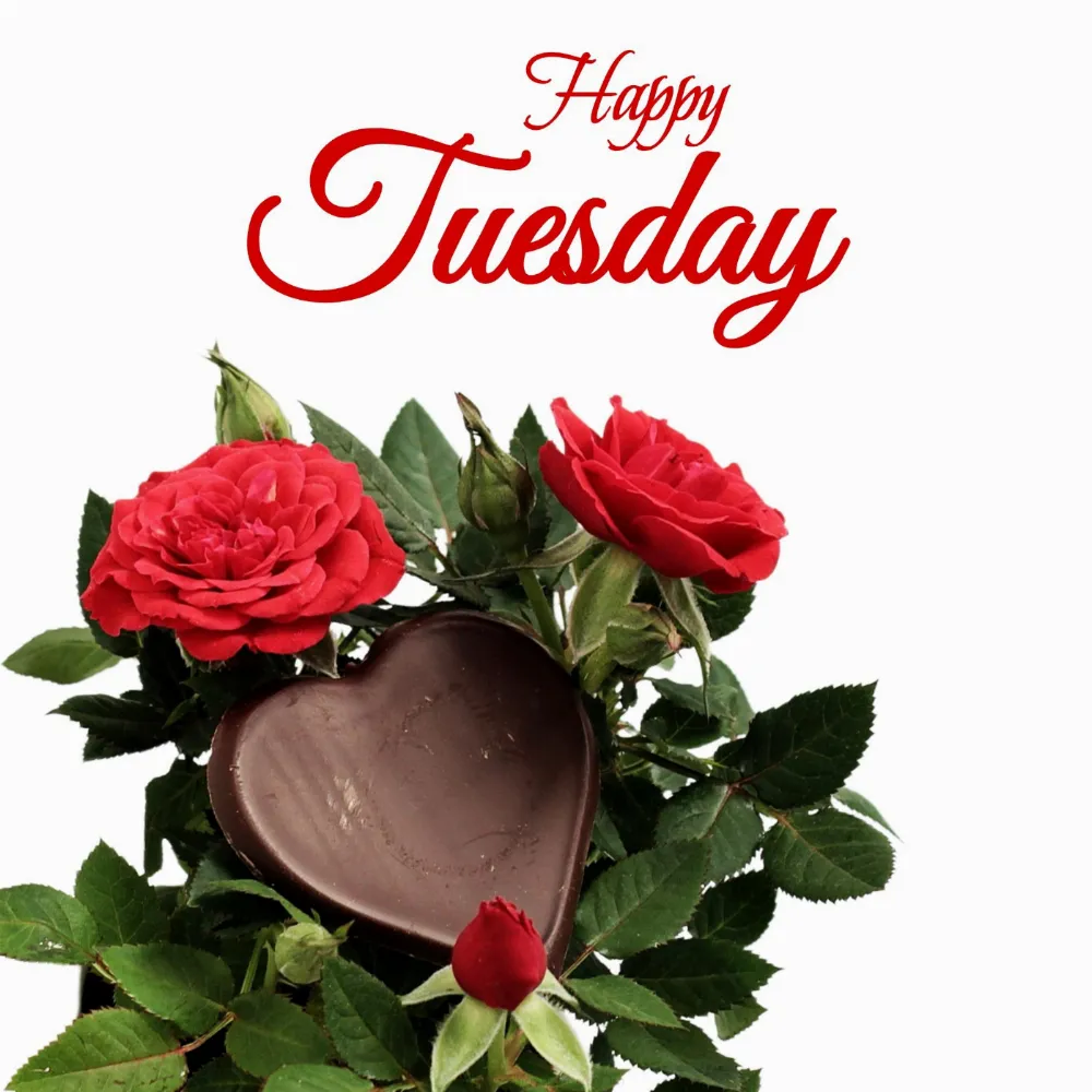 Happy Tuesday Rose Images