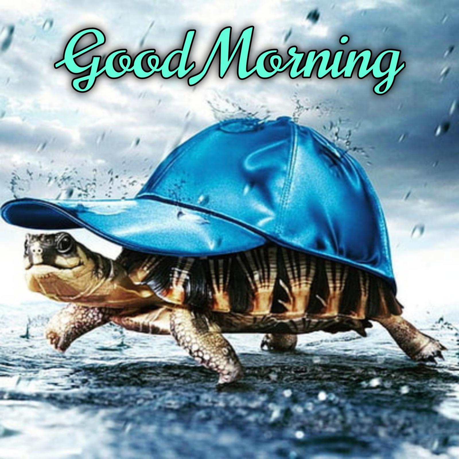Funny Good Morning Turtle Images - ShayariMaza