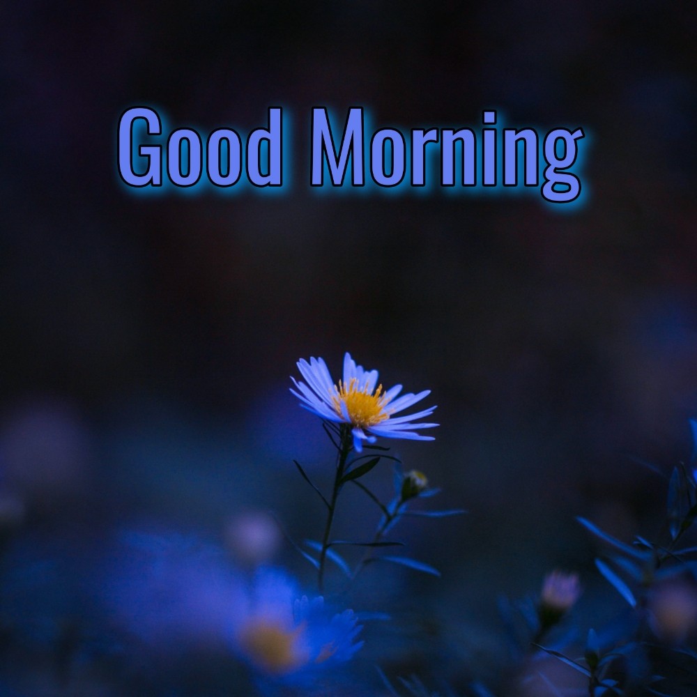 Good Morning Flower Beautiful - ShayariMaza
