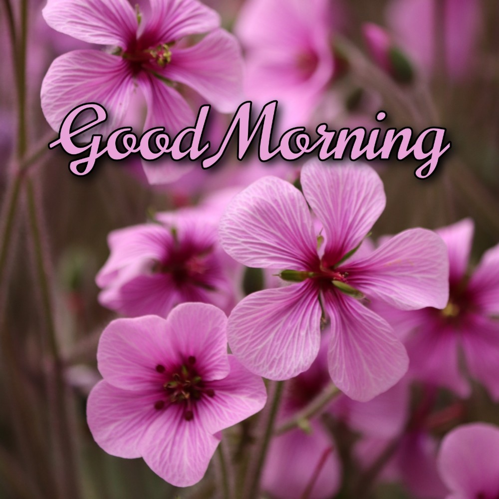 Good Morning Flower Full - ShayariMaza