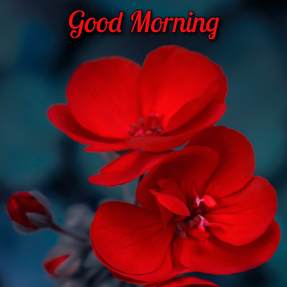 Good Morning Flower New Pictures - ShayariMaza