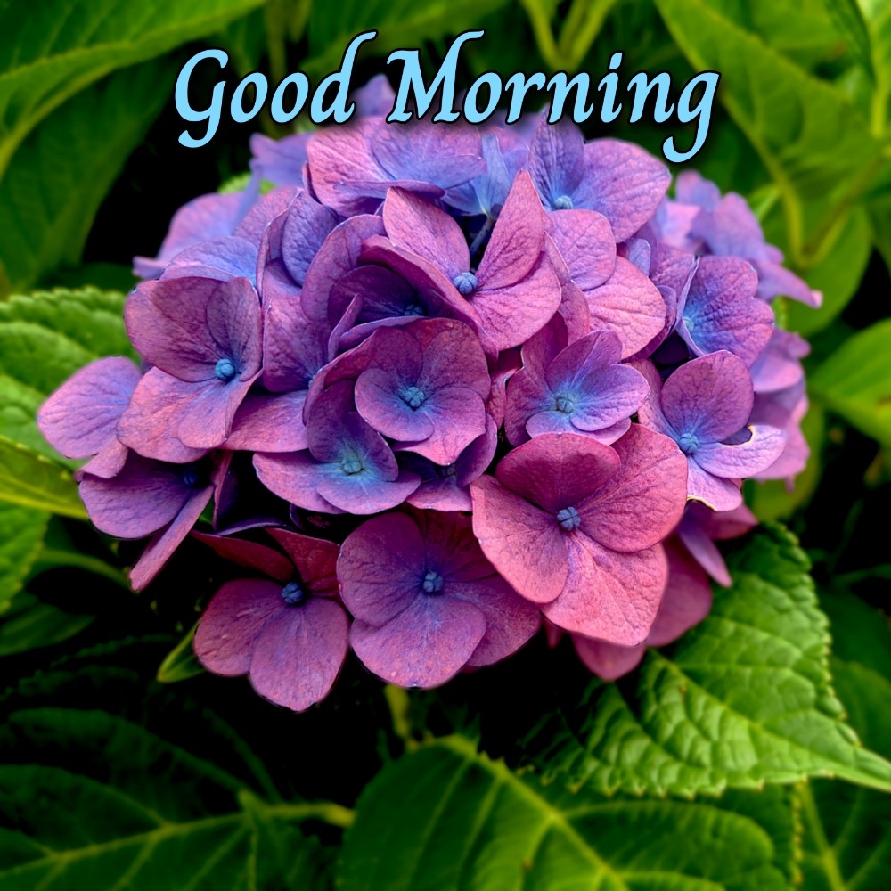 Good Morning Flower Tree Images - ShayariMaza