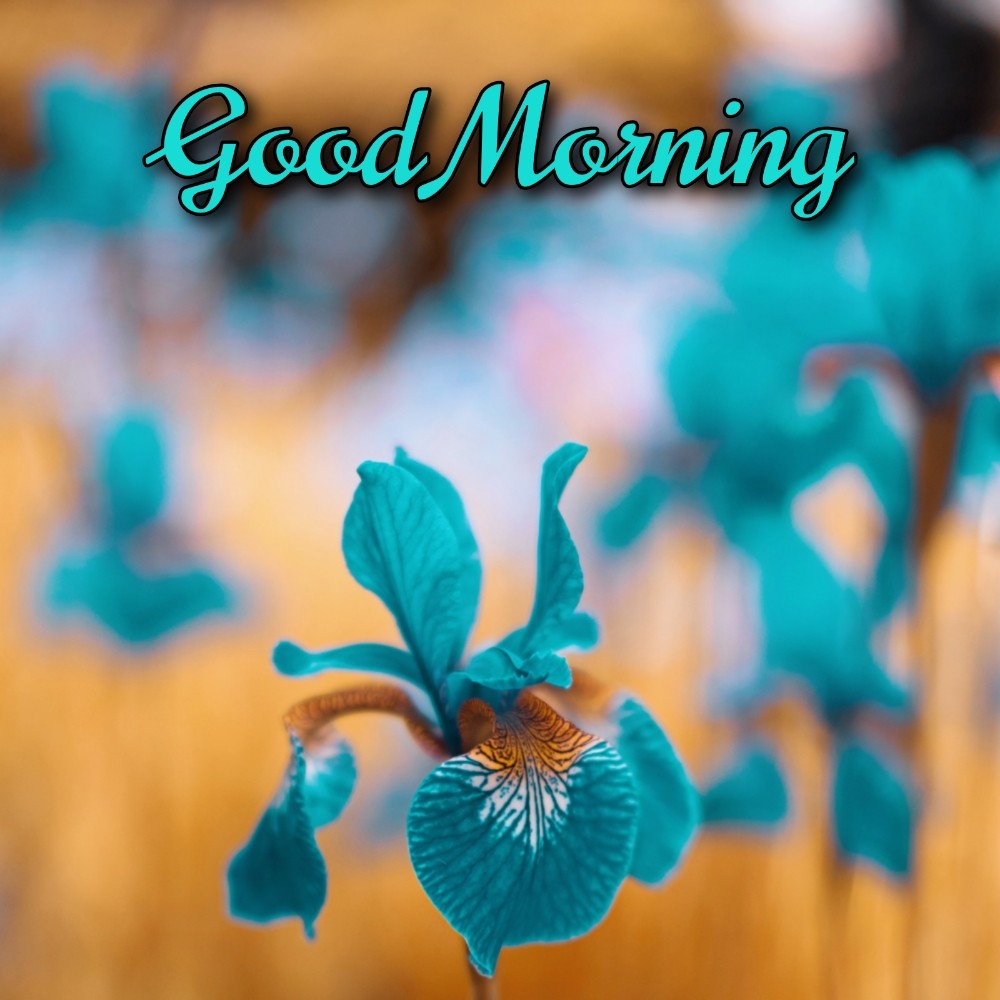 Good Morning Images Flowers Ke Sath - ShayariMaza