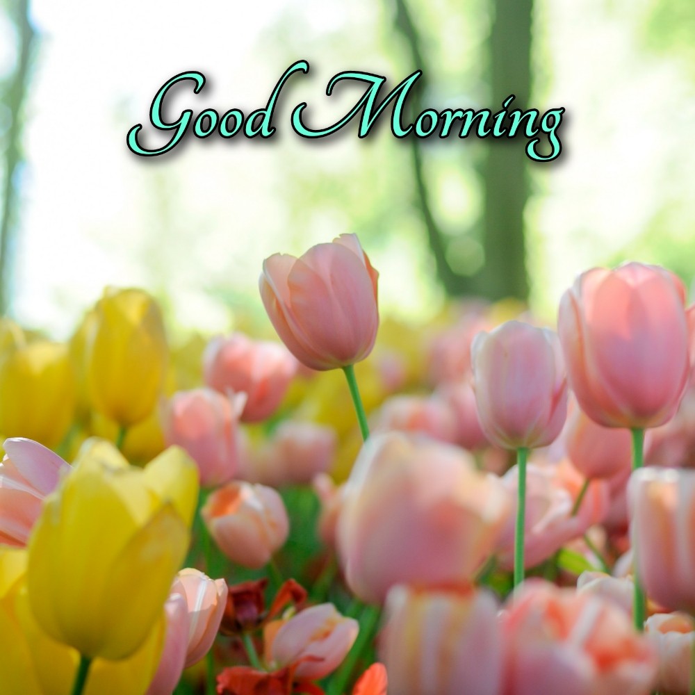 Good Morning Images With Tulip Flower Hd - ShayariMaza