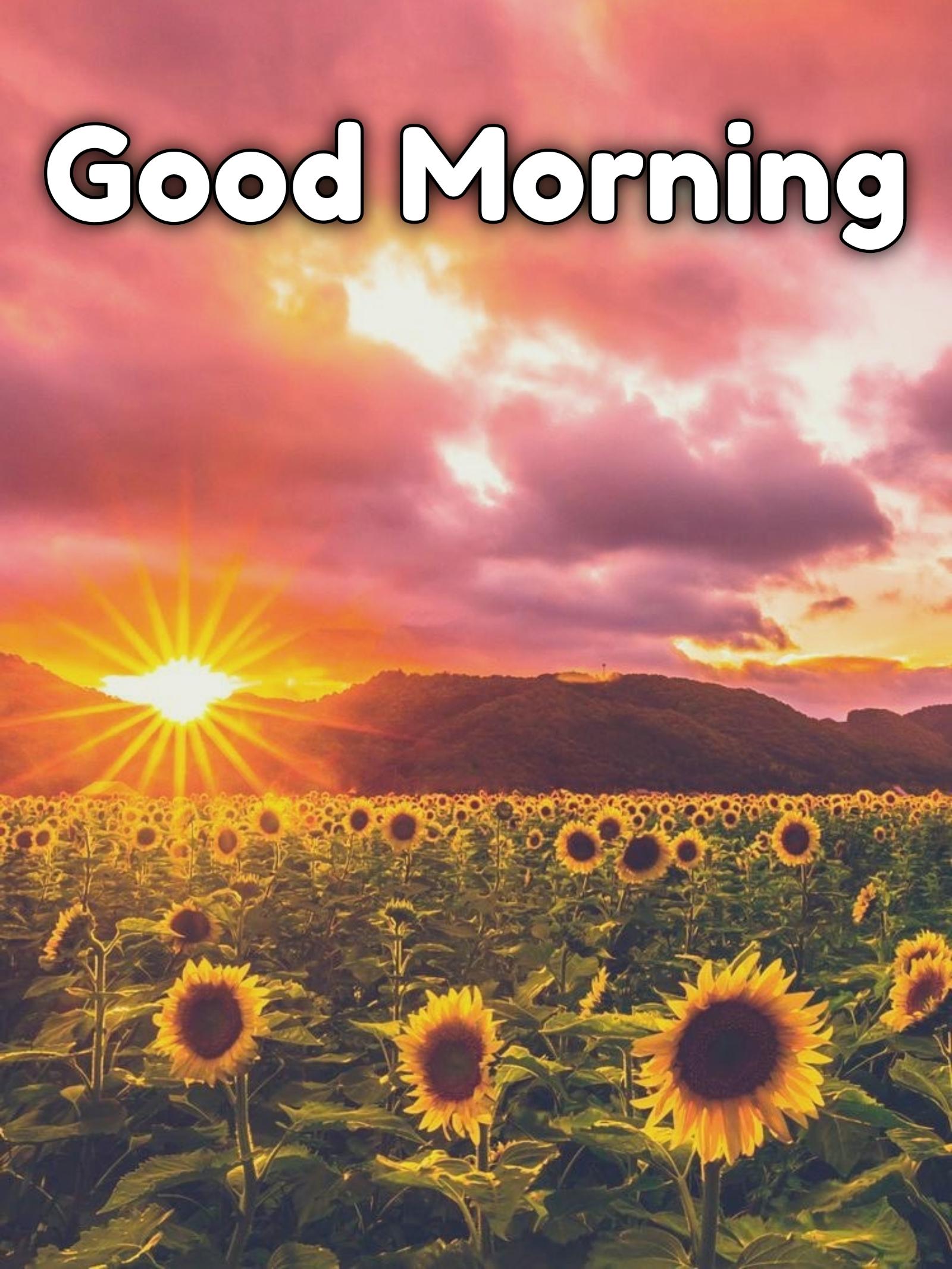 Good Morning Nature Images Hd 1080p Download - ShayariMaza
