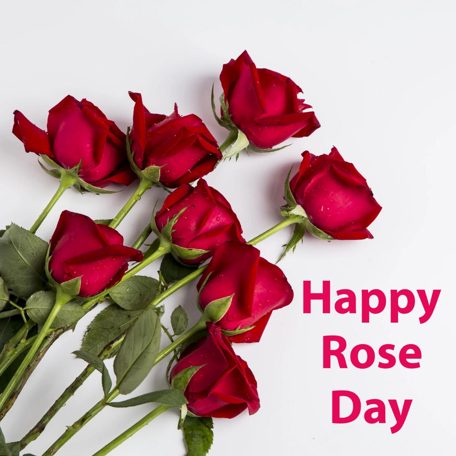Happy Rose Day Images 2023 - ShayariMaza