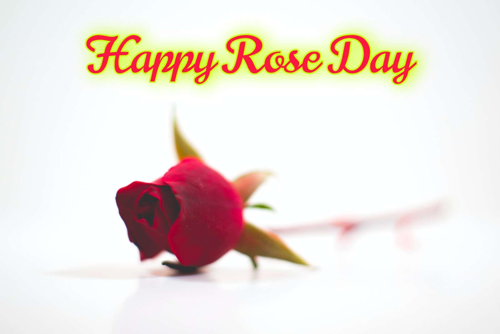 Happy Rose Day Wallpaper - ShayariMaza