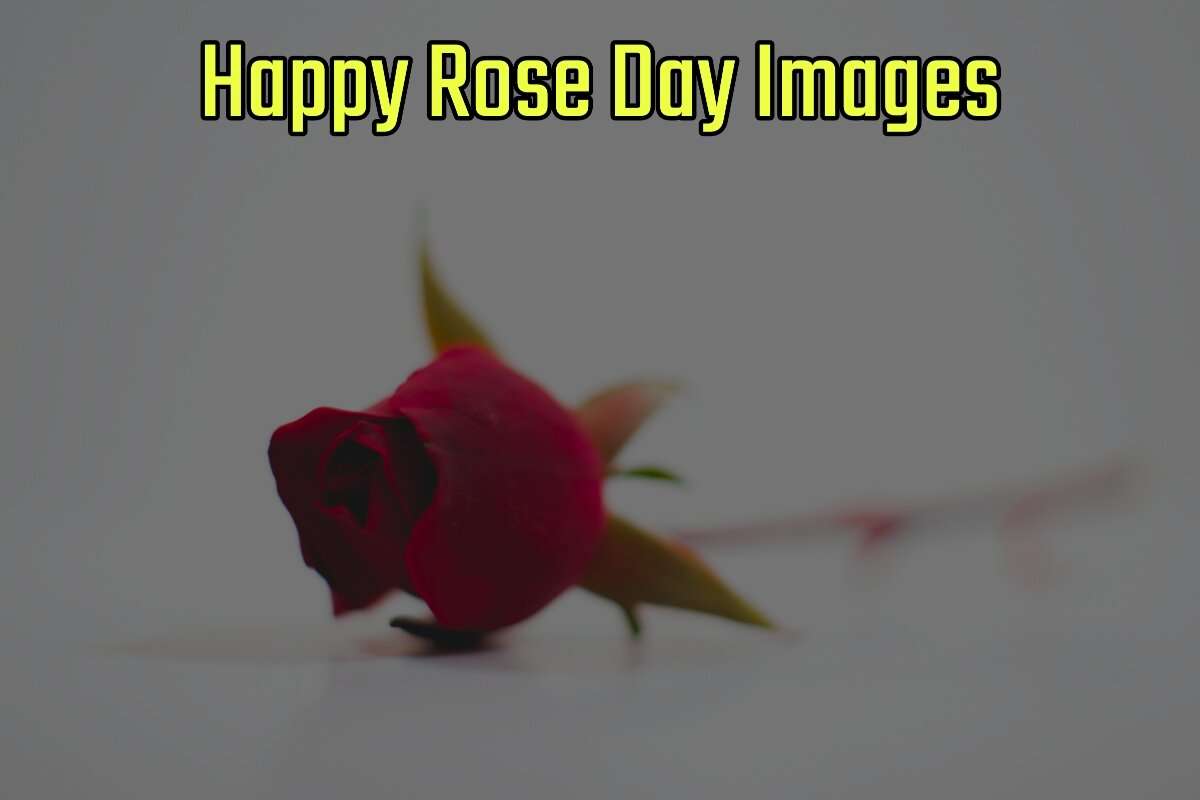 Happy Rose Day Images for WhatsApp & Facebook DP