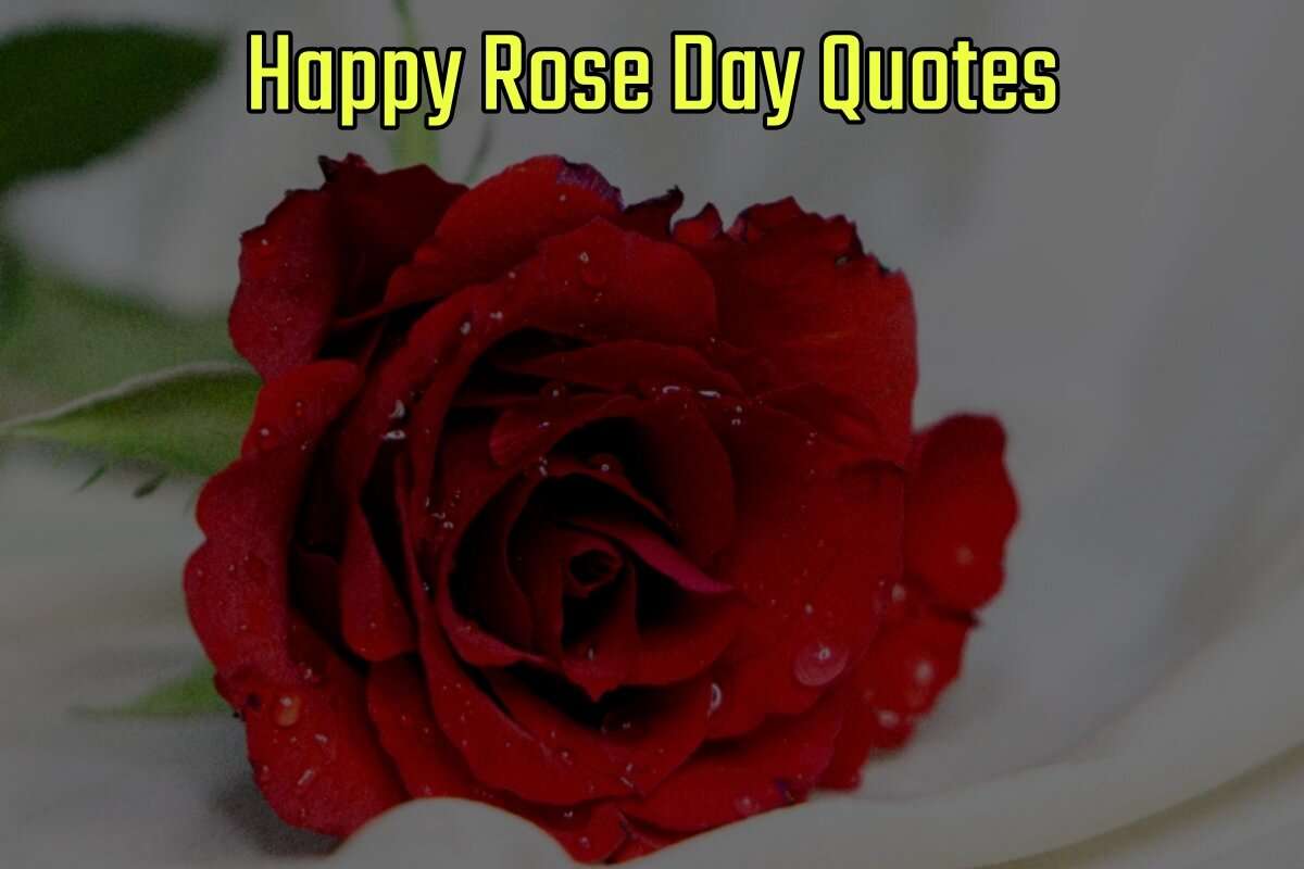 Happy Rose Day Quotes