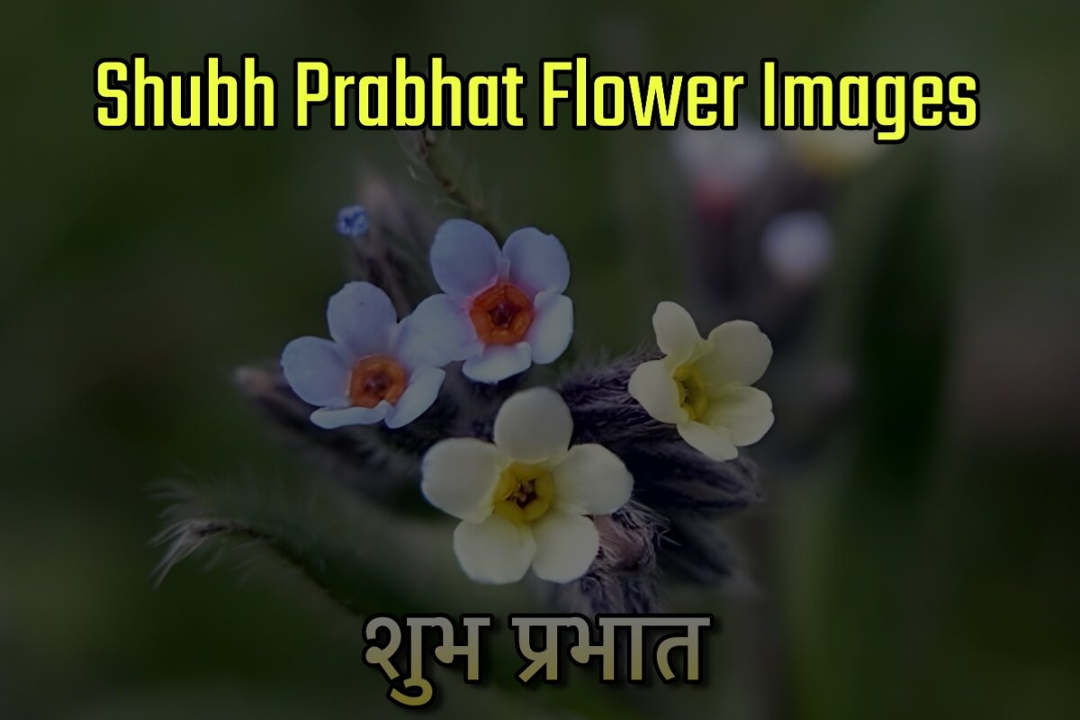 Shubh Prabhat Flower Images